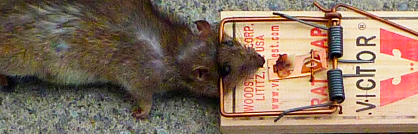 Капкан или мышеловка